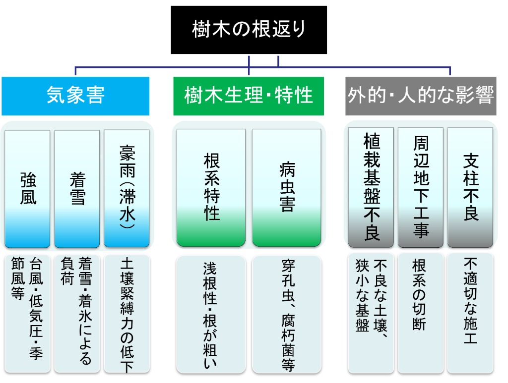 樹木の根返り